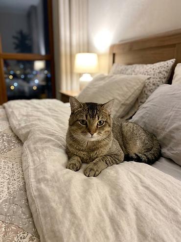 bakida at bazari: European Shorthair sortu pişik satılır — 1