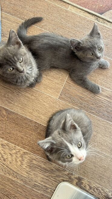 купить породистых котят: Британская короткошёрстная, 2 месяца, Девочка, Серый, Метис