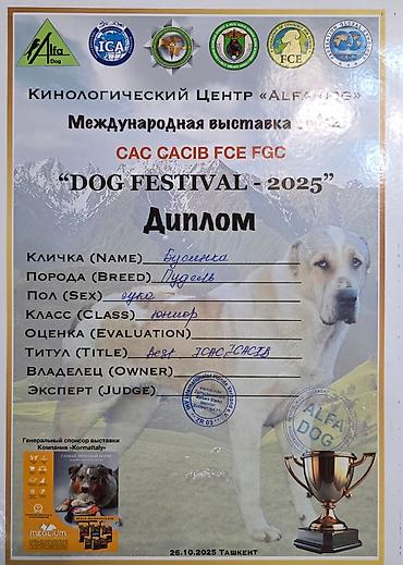 Продажа собак: Пудель, 2 месяца, Самец, С родословной — 11