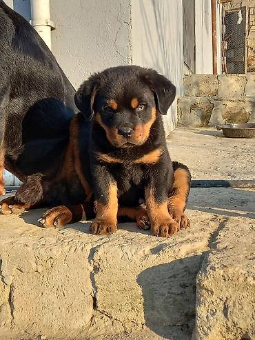 Rotveyler, 2 ay, Erkək, Peyvəndli, Ünvandan götürmə
