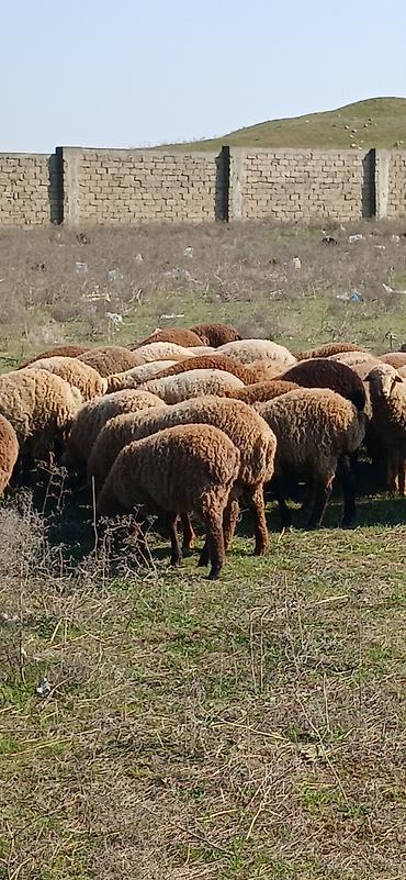 Qoyunlar, qoçlar: Mal-qara: Qoyun sürüsü Təsvir: - Şəkillərdə müxtəlif rəngli (qonur — 11
