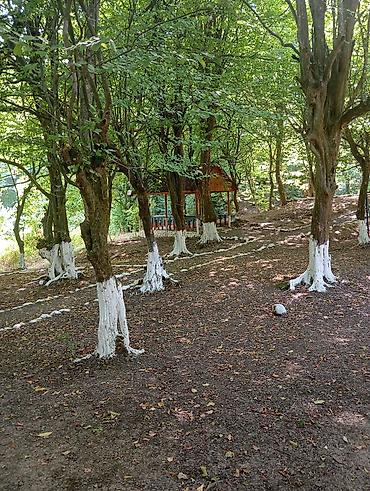 Günlük kirayə evlər: Masalli rayonu. İsti su istirahet merkezine yaxin. Turan restoranina — 31