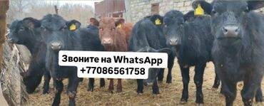 нетель: Продаю | Корова (самка), Бык (самец), Тёлка | Полукровка, Ангус, Герефорд | На откорм, На забой, Для разведения | Племенные, Осеменитель, Стельные