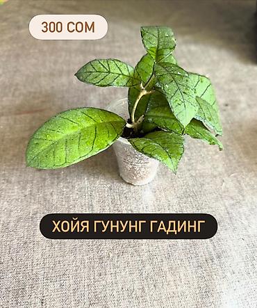 Хойи: Хойя Сильвер доллар от 200 сом Хойя Сильвер доллар клон 2 -взрослое — 27