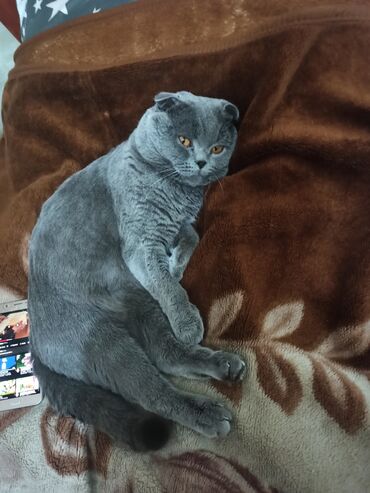 Вязка кошек: Вязка: Скотиш Фолд (Шотландская вислоухая), Мальчик, 3 года — 3