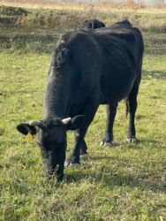 дом для животных: Продаю | Корова (самка) | Для разведения