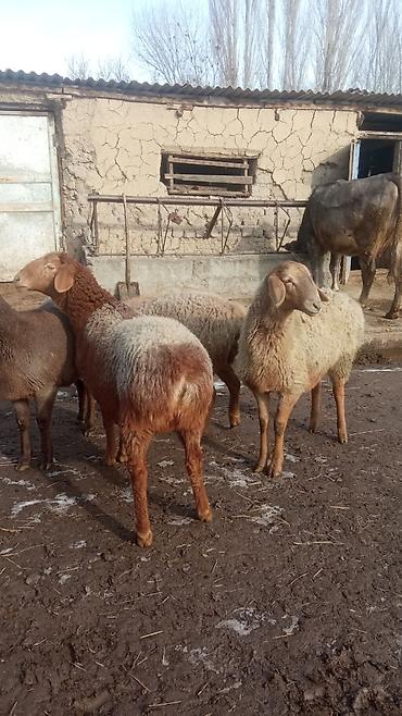 Баран, овца: Продаю | Овца (самка) | Романовская | Для разведения | Ярка — 2