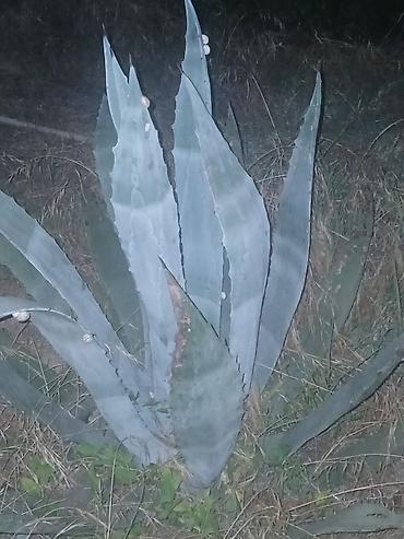 col bitkiləri: Agave americana – dekorativ sukulent - Bitki növü: Agave americana — 1