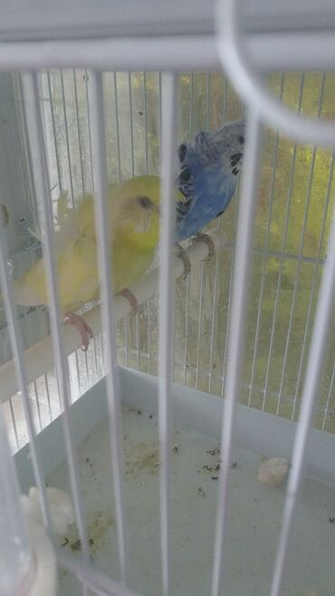 Tutuquşları: Quşlar satlır karella bülbül,fişer,nerazlucnik və sayri münasib — 23