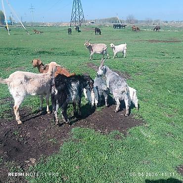 Лошади, кони: Продаю | Конь (самец) | Мерин — 8