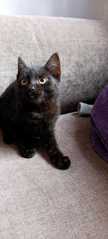 сколько стоит американская короткошёрстная кошка: Беспородная, 3 месяца, Мальчик, Черный, Приучена к лотку