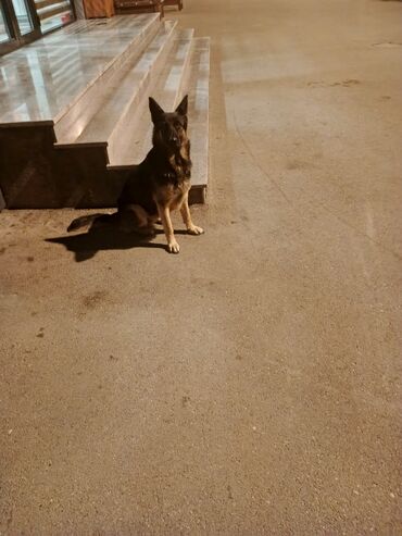 аксессуары для больших собак: Немецкая овчарка, С прививками