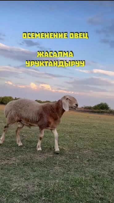 ячмен: Продаю | Овца (самка), Ягненок, Баран (самец) | Арашан | На забой, Для разведения, Для шерсти | Племенные, Котные, Кастрированные