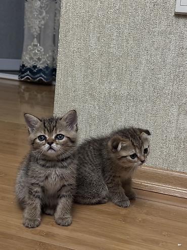 pişik erkek: Şinşilla, Dişi, Erkək, Yaxşı əllərə, Ünvandan götürmə — 6