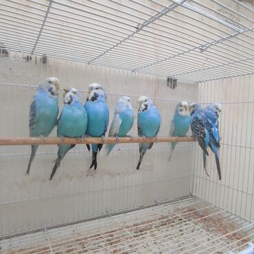 heyvanlara verilen xususi adlar: Hazir bala verən cüt quşdar volyerdə saxlanir quş Coxdu