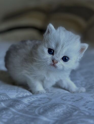 ağ pişik cinsləri: Britan, Dişi, Yaxşı əllərə