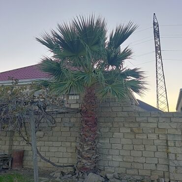 Ağaclar: Orginal Vaşinqton palmalar 10-12-illik 6-7 metrlikdi. qiymətdə — 8