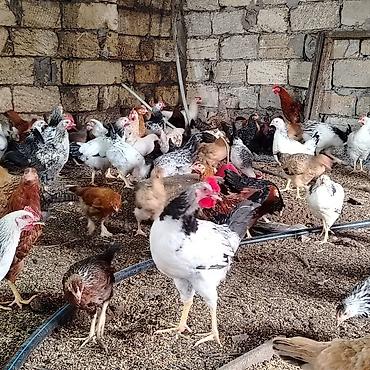 toyuq cuce fermasi: Yerli təsərrüfatdan toyuqlar – qarışıq yumurta yönümlü cinslər - — 3