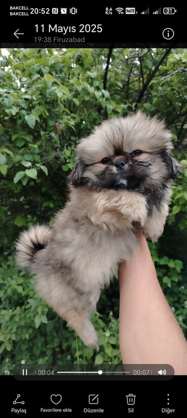 it davalari: Pekines, 2 ay, Erkek