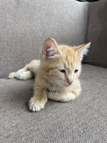 британский короткошерстный котенок: Отдадим в хорошие руки. Котенок 2 месяца, мальчик, любит играть, ищет