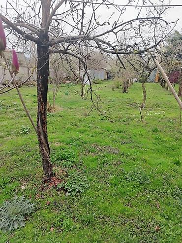 bineqedi heyet: Kupça (Çıxarış) — 1