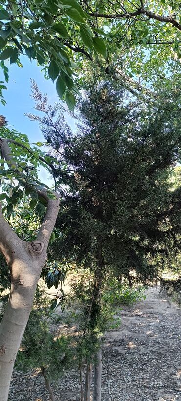 Torpaq sahələrinin satışı: 8 sot, Tikinti, Mülkiyyətçi, Kupça (Çıxarış) -da lalafo.az — 14 Torpaq sahələrinin satışı: 8 sot, Tikinti, Mülkiyyətçi, Kupça (Çıxarış) — 14