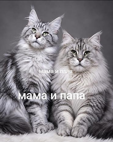 сфинкс котята купить: Котята мейн-кун!!!❤️❤️💙 Истинная красота рождается там, где природа — 4