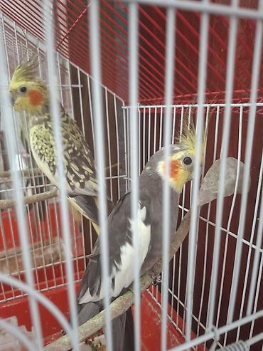 korella satışı: Nimfa (Cockatiel) cütlüyü – əl öyrəşmiş, sakit xasiyyətli, insanla — 7