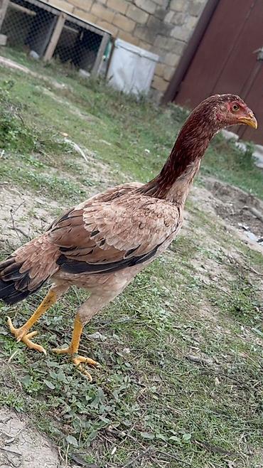 ov quşları: Toyuq, Damazlıq, Ödənişli çatdırılma, Rayonlara çatdırılma — 2