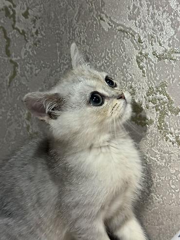 Продажа кошек: Скотиш Страйт (Шотландская прямоухая), 3 месяца, Мальчик, Серебристая шиншилла, Приучена к лотку — 3