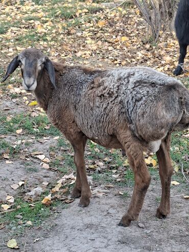 дом кошек: Продаю | Баран (самец) | Для разведения | Племенные