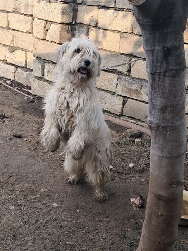 İtlər: 9 ay, Dişi
