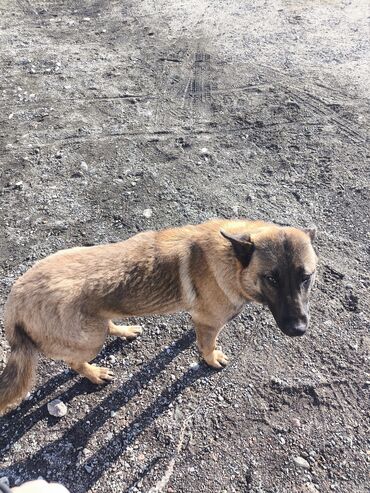 Продажа собак: Порода: бельгийская овчарка (малинуа) Самец Описание: - ОПЫТНЫЙ — 20