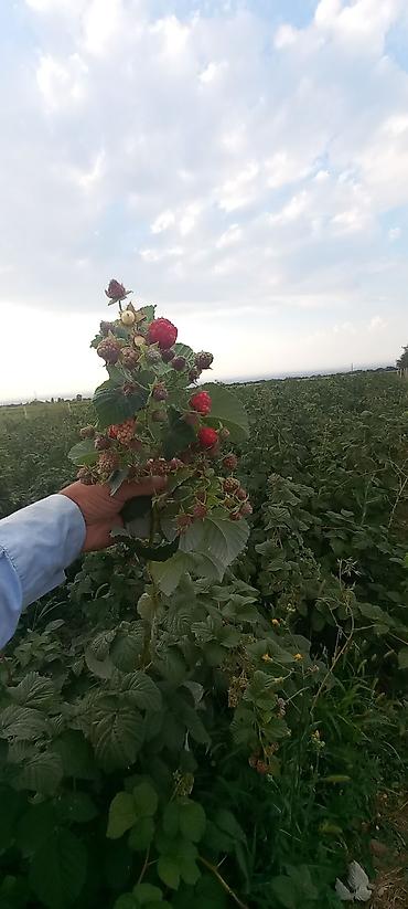 Малина: Малина — 8