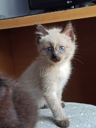 сибирский кот цена: Продаю Сиамского кота,мальчик около 3-4месяцев,кушает хорошок лотку