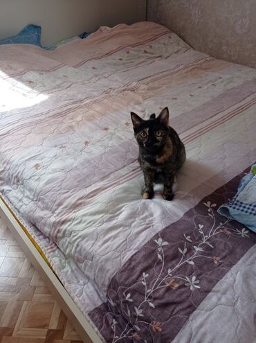 отдам даром вислоухого котенка: Девочка