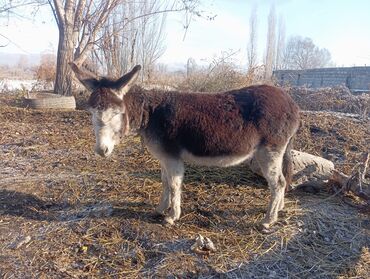 ветеринарная клиника на дом: Продаю осёл ишак