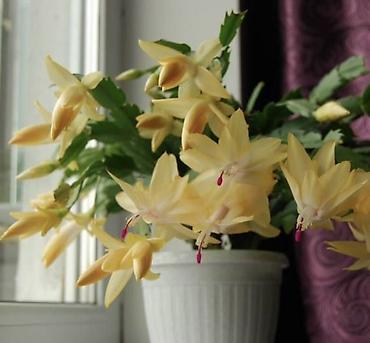 Декабрист (Schlumbergera) с редкими жёлтыми цветами - Окрас цветков