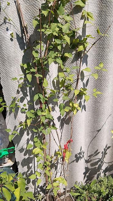 гортензия саженцы: Саженцы — 6