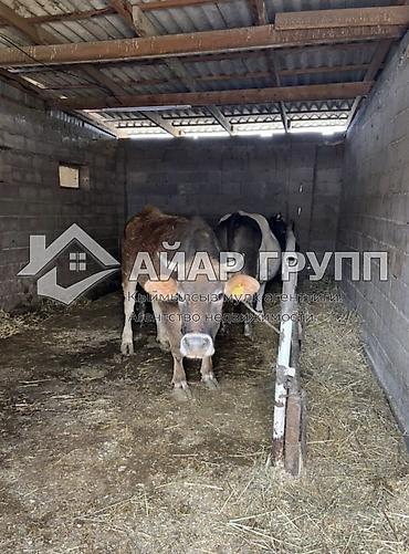 Продажа ресторанов, кафе: 🔷 Продается коммерческий объект в Кемине (Чуйская область) 🔷 Отличное — 7