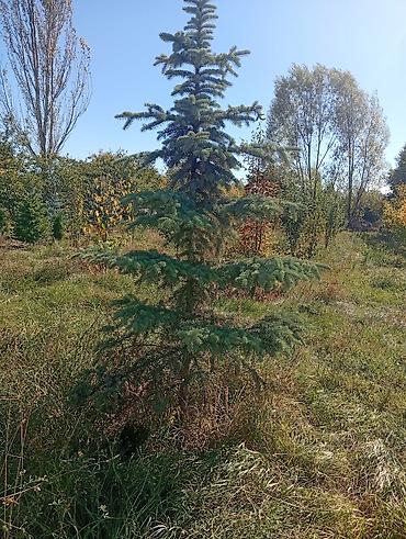 пышные ароматные зеленые ёлочки готовы переехать в ваш сад цены пышные ароматные зеленые ёлочки готовы переехать в ваш сад цены очень приемлемые ул ташкентская: Ель голубая (Picea pungens, голубая ель) - Декоративная хвойная — 2