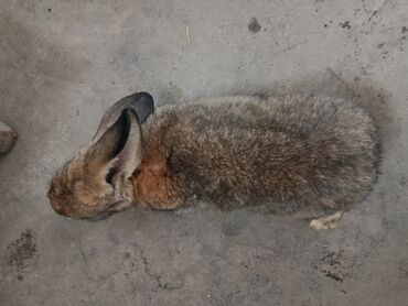 Декоративные кролики: Срочно продается оптом Кролика 4 самки 1 самец парода 3 самка фландр и — 17