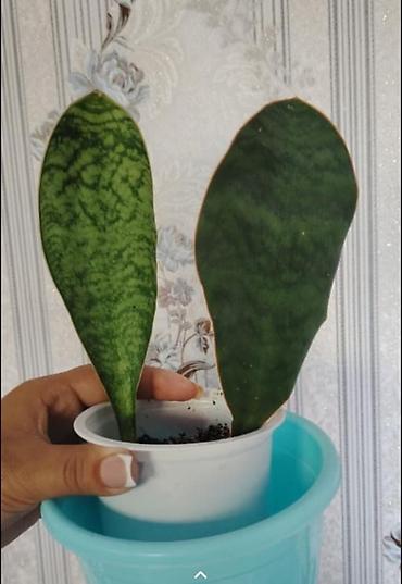 Otaq bitkiləri: Sansevieria “Whale Fin” (Masoniana) – dekorativ ev bitkisi - Nadir — 1