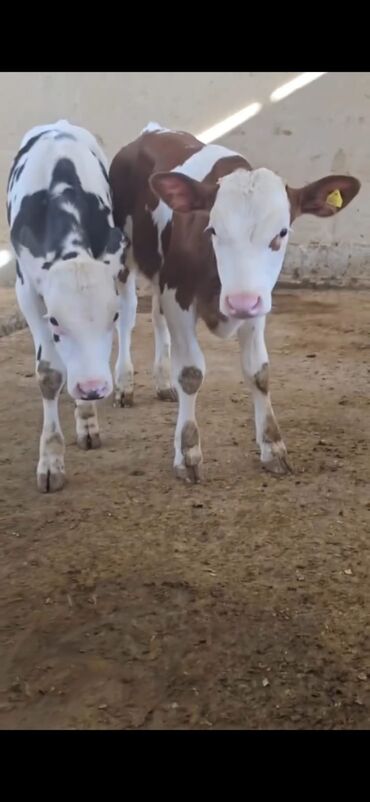 Dana, buzov: Məhsul: Dana (2 ədəd) Təsvir: - Cins tip: süd istiqamətli seleksiya – — 5