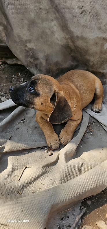 Продажа собак: Щенки смешанной породы - Окрас: рыжий/палевый с тёмной мордочкой. - — 2