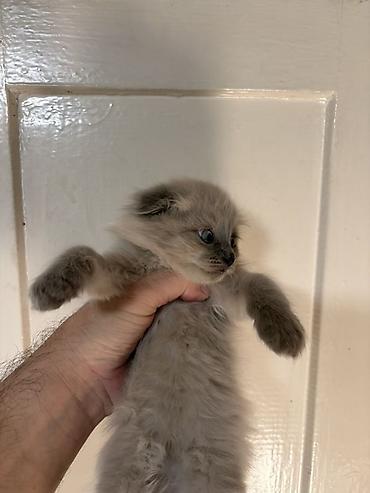 Отдам даром кошку: Котята домашние, пушистые, окрас дымчатый и колор‑пойнт (светлое тело — 3