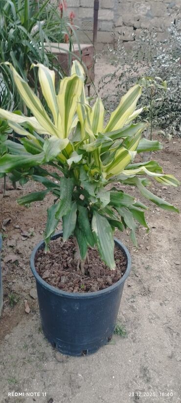 Otaq bitkiləri: Qablı dekorativ bitkilər - Portulacaria afra (fil qulağı/spekboom) – — 4