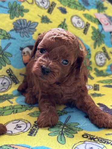 Psi: Nasa odgajivacnica se nalazi u Indjiji i bavimo se uzgojom pasa 15 — 14