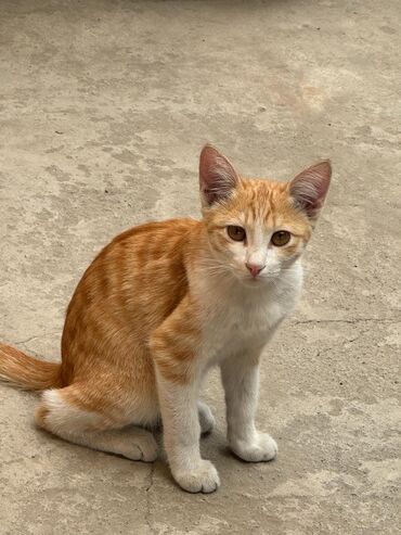 кот для вязки шотландский прямоухий: Отдам котят в добрые надёжные руки