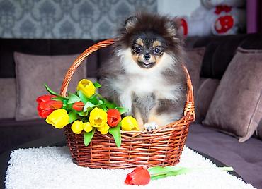 Продажа собак: Шпиц, 5 месяцев, Самец, С прививкой — 6